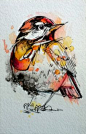 Little Robin - 4"x6" Original Ink & Watercolor.