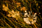 [逆光的花朵] 挂满露珠的花朵如钻石般熠熠发光——2012年8月拍摄于沽源草原湖