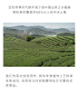 BASAO佰朔白茶特级白牡丹福鼎奶香花茶脂粉香20春茶新茶环保铝罐-tmall.com天猫