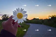 花卉 美丽的花朵 花卉背景 洋甘菊 性质 花壁纸 离开 空气