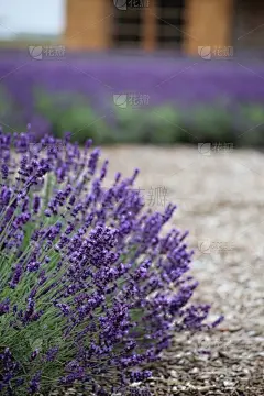 普罗旺斯,熏衣草,西番莲,香熏油,薰衣草色,紫色背景,香水,美,芳香的,水平画幅