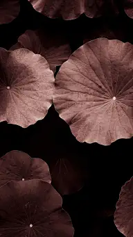 是植物呀-biubiubiu-