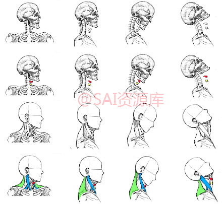 #SAI资源库#动漫头部角度画法参考！ ...