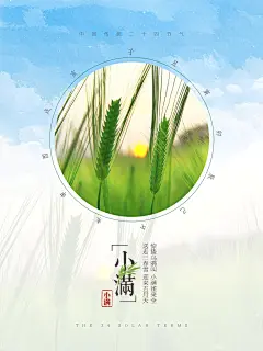 小满节气小满海报