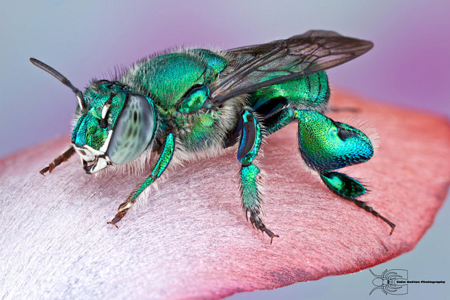 Orchid Bee - Eugloss...