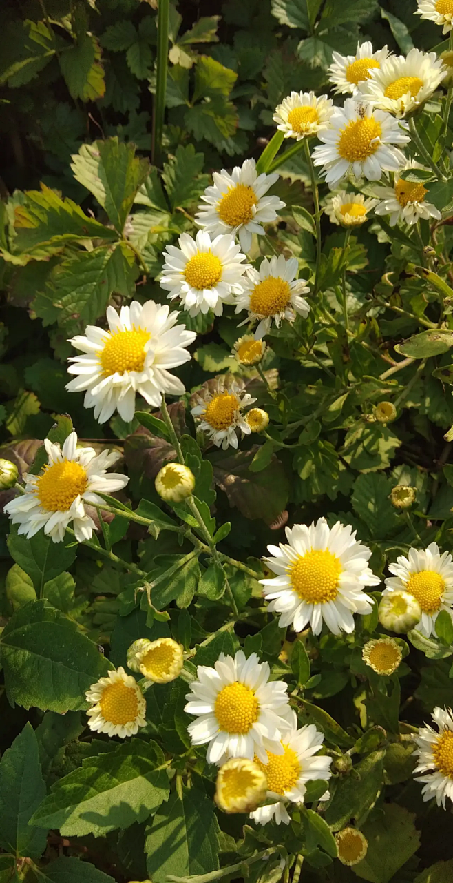 名称：小菊 别名：母菊、洋甘菊 科属：菊科母菊属