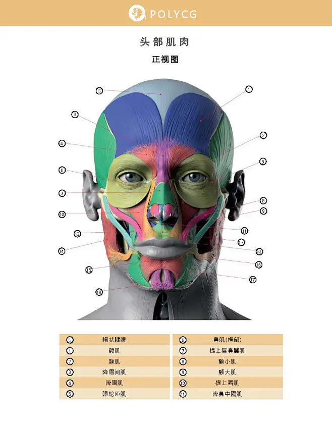 面部表情艺用解剖中文版_页面_044-花瓣网