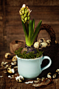 growing spring flower in a cup - stock photo