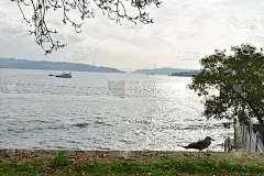 观看伊斯坦布尔博斯普鲁斯海峡的海鸥。从伊斯坦布尔花园海峡的边缘