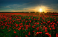 sunset flowers fields poppy red flowers - Wallpaper (#4554) / Wallbase.cc