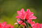 【赏花】各色盛开的杜鹃花