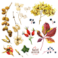 创意秋天落叶草本植物花卉化妆品包装JPG图片设计格式素材 (6)