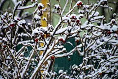 玫瑰在雪下翘臀