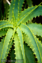 芦荟植物
aloe vera plant