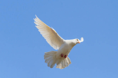 MgY5uhIK采集到Bird