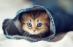 猫咪壁纸高清全屏电脑 的图像结果