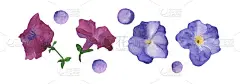 水彩四花紫罗兰和球孤立在白色背景。手绘花卉插图。完美的问候或婚礼贺卡。剪辑艺术。
