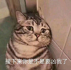 cat-cute采集到表情包