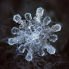 左宁_采集到夜深知雪重，时闻折竹声