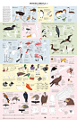 Guide to Little Cats : To view both parts of this chart together in full size, you need to go to my website. All the Little Cats (Felinae) species (no subspecies!) are shown here, save for a couple listed at the top of t...