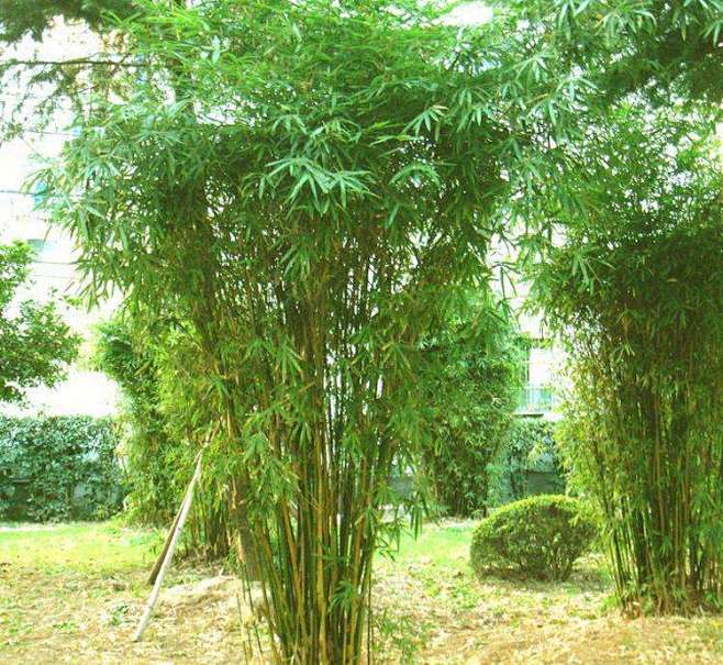 小青竹31图片_植物--单体选型图片素材-花瓣网
