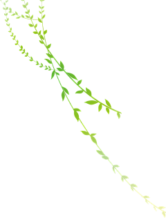 Miss_zhan采集到一花一叶