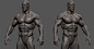 Male torso