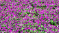 花草 平铺图案素材 纹理肌理 一片片 背景图案 植物 上海植物园 春天花园 花卉展 鲜花 浪漫 唯美 紫色平铺 紫罗兰 摄影－植物 摄影 生物世界 花草