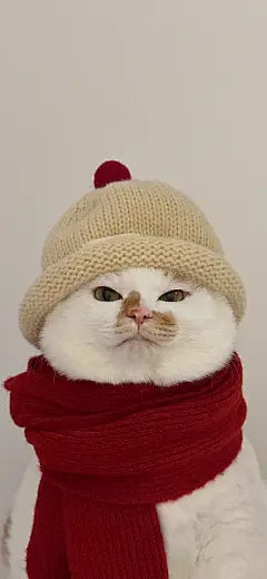 喵星人 猫咪 手机壁纸