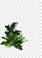 热带植物产品实物PNG图片➤来自 PNG搜索网 pngss.com 免费免扣png素材下载！