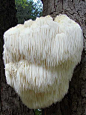 Bearded Tooth mushrooms (Hericium erinaceus) look nothing like any other mushroom you’ve seen, even if you’ve seen more than a few. This eminently edible mushroom grows on both living and dead trees (usually hardwoods) and when cooked is said to have a se