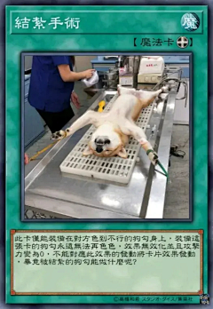 愛尔皮采集到狗狗