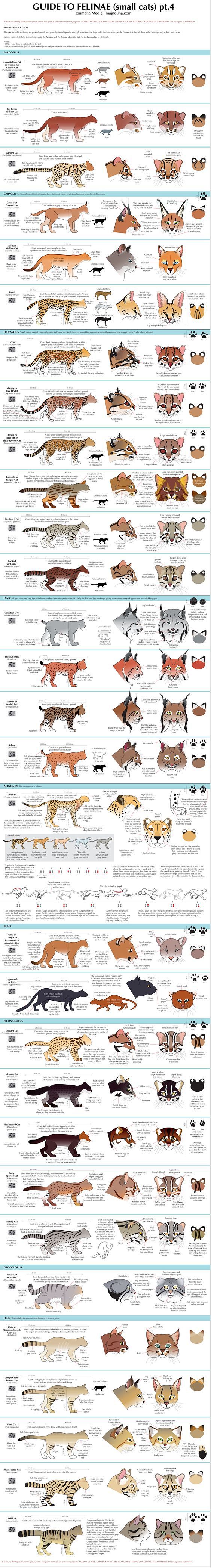 Guide to Little Cats...