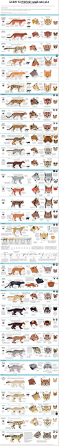 Guide to Little Cats by `majnouna on deviantART ✤ || CHARACTER DESIGN REFERENCES |: 