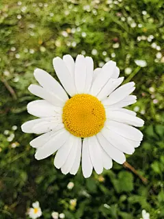 雏菊高清摄影素材
