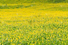 一片片的斑图花生