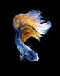 Siamese Fighting Fish : Capture the moving moment of red-blue siamese fighting fish isolated on black background. Betta fish