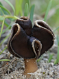 Helvella Leucopus