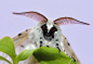 butterfly-insect-colorful-moth