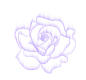 玫瑰花2