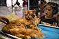 缅因库恩猫(重庆第三届宠物博览会2019.05.18.)