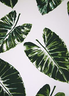 cherish果采集到green