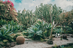 二米米采集到沙生植物