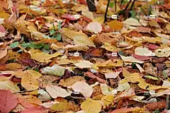 秋叶 树叶 4K壁纸1920X1080 落下 秋色 森林