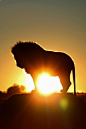 A new day begins (by Sandra Metzbauer). #nature #ourplanet #lions - Nature Is Beautiful