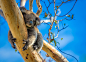 Lazy koala by Mika Dessagne on 500px