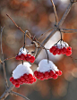 雪红色浆果
Snowy Red Berries