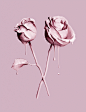 Fragility : I splashed roses with pink paint and photographed them