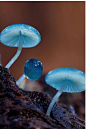 塔斯马尼亚岛的炫蓝蘑菇(mycena interrupta)，产于澳大利亚塔斯马尼亚岛。