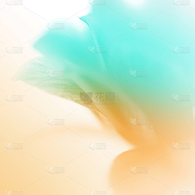 可爱的,仅一朵花,柔和,高雅,彩色图片,...